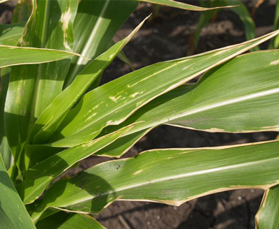 Considerations for Post Applications of Nitrogen in Corn